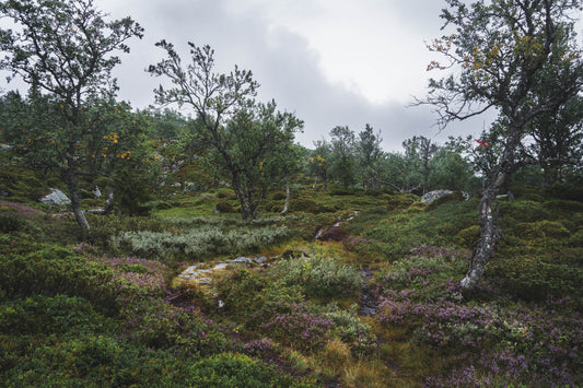 Mountain Birches © Alison De Mars 2023 Jämtland Lunndörrsstugan fjällbjörkskog Swedish mountain landscape