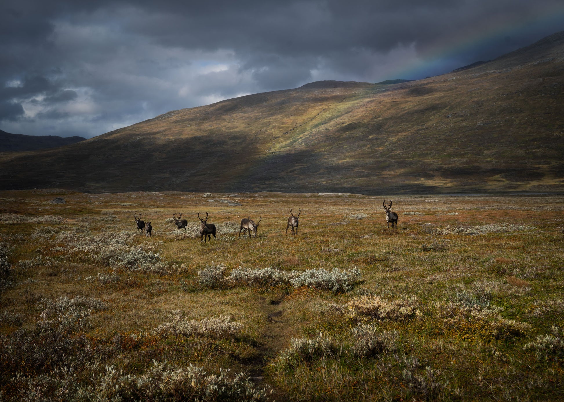 The Herd © Alison De Mars 2024 Padjelanta Reindeer in a mountain landscape in northern Sweden