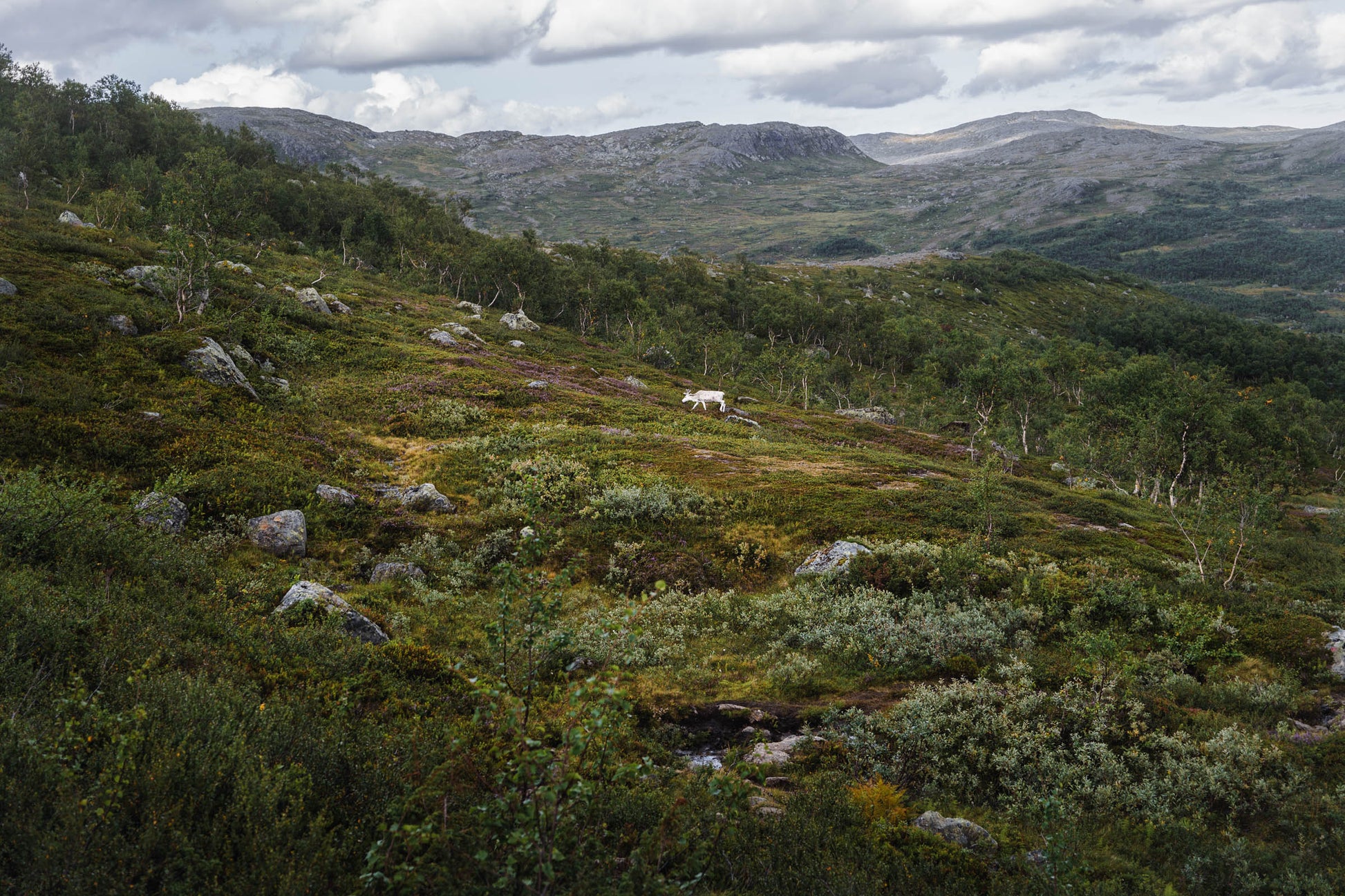 The White Reindeer, Vålådalen © Alison De Mars 2023 Jämtland Vålådalen fjällbjörkskog white reindeer Swedish mountain landscape photography